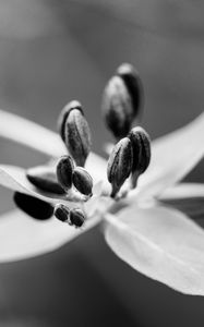 Preview wallpaper flower, pollen, seeds, petals, macro, black and white