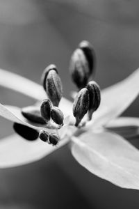 Preview wallpaper flower, pollen, seeds, petals, macro, black and white