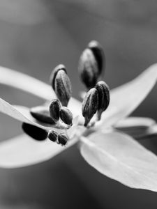 Preview wallpaper flower, pollen, seeds, petals, macro, black and white