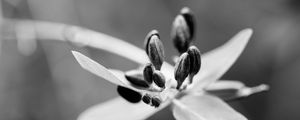 Preview wallpaper flower, pollen, seeds, petals, macro, black and white