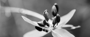 Preview wallpaper flower, pollen, seeds, petals, macro, black and white