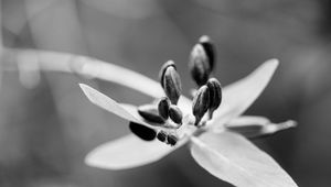 Preview wallpaper flower, pollen, seeds, petals, macro, black and white