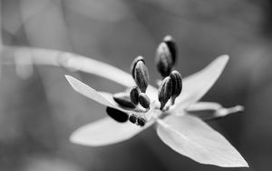 Preview wallpaper flower, pollen, seeds, petals, macro, black and white