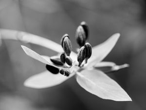 Preview wallpaper flower, pollen, seeds, petals, macro, black and white