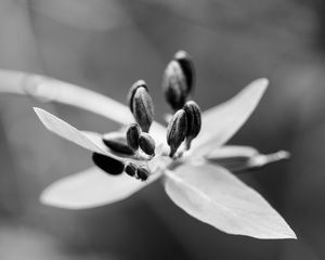 Preview wallpaper flower, pollen, seeds, petals, macro, black and white