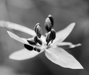 Preview wallpaper flower, pollen, seeds, petals, macro, black and white