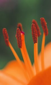 Preview wallpaper flower, pollen, stamens, macro