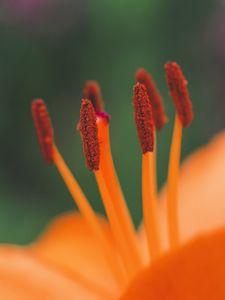 Preview wallpaper flower, pollen, stamens, macro