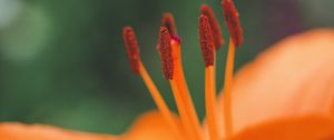 Preview wallpaper flower, pollen, stamens, macro