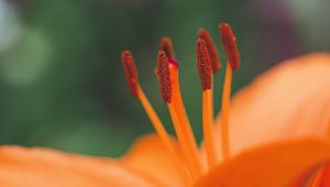 Preview wallpaper flower, pollen, stamens, macro