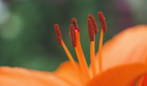 Preview wallpaper flower, pollen, stamens, macro