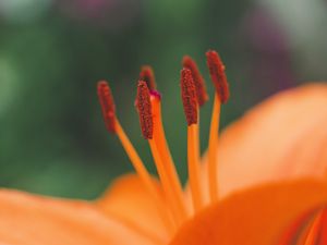 Preview wallpaper flower, pollen, stamens, macro