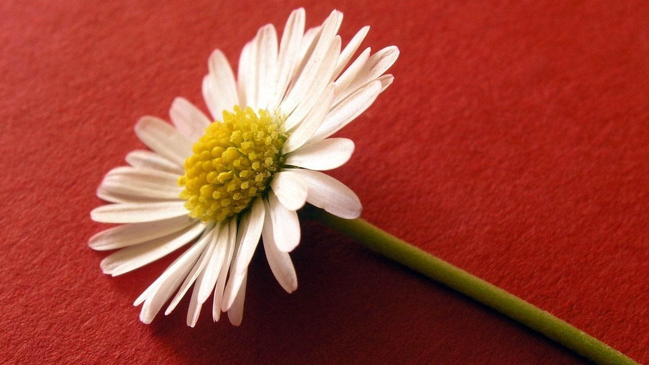 Wallpaper flower, pollen, white, surface