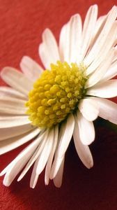 Preview wallpaper flower, pollen, white, surface