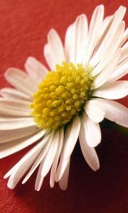 Preview wallpaper flower, pollen, white, surface