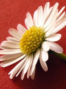 Preview wallpaper flower, pollen, white, surface