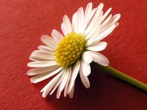 Preview wallpaper flower, pollen, white, surface