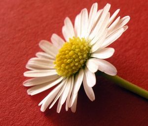 Preview wallpaper flower, pollen, white, surface