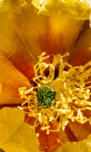 Preview wallpaper flower, pollen, yellow, macro, petals