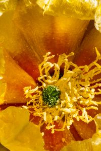 Preview wallpaper flower, pollen, yellow, macro, petals