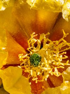 Preview wallpaper flower, pollen, yellow, macro, petals