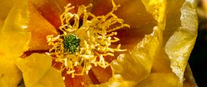 Preview wallpaper flower, pollen, yellow, macro, petals