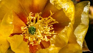 Preview wallpaper flower, pollen, yellow, macro, petals