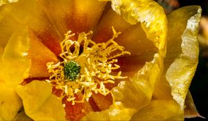 Preview wallpaper flower, pollen, yellow, macro, petals