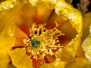 Preview wallpaper flower, pollen, yellow, macro, petals