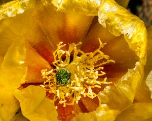 Preview wallpaper flower, pollen, yellow, macro, petals