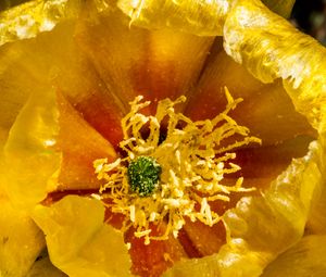 Preview wallpaper flower, pollen, yellow, macro, petals