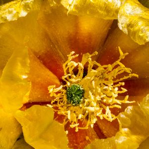 Preview wallpaper flower, pollen, yellow, macro, petals