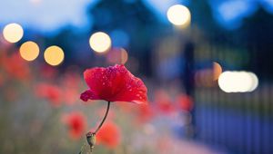 Preview wallpaper flower, poppy seeds, plant, macro, glare