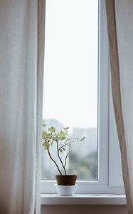 Preview wallpaper flower, pot, window, curtains, minimalism