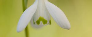 Preview wallpaper flower, primrose, close-up, white, green