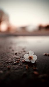 Preview wallpaper flower, puddle, macro