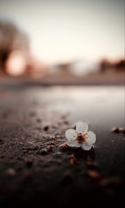 Preview wallpaper flower, puddle, macro