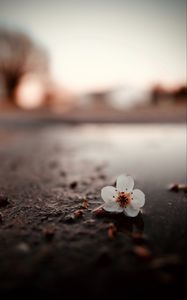 Preview wallpaper flower, puddle, macro