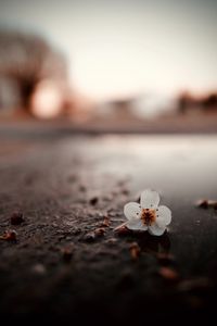 Preview wallpaper flower, puddle, macro