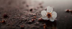 Preview wallpaper flower, puddle, macro