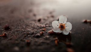 Preview wallpaper flower, puddle, macro