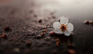 Preview wallpaper flower, puddle, macro