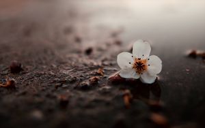 Preview wallpaper flower, puddle, macro