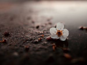 Preview wallpaper flower, puddle, macro