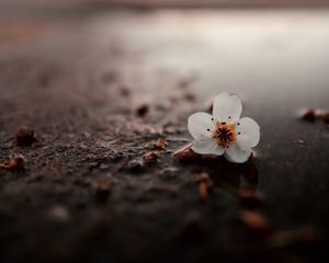 Preview wallpaper flower, puddle, macro