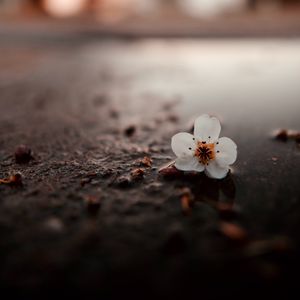 Preview wallpaper flower, puddle, macro