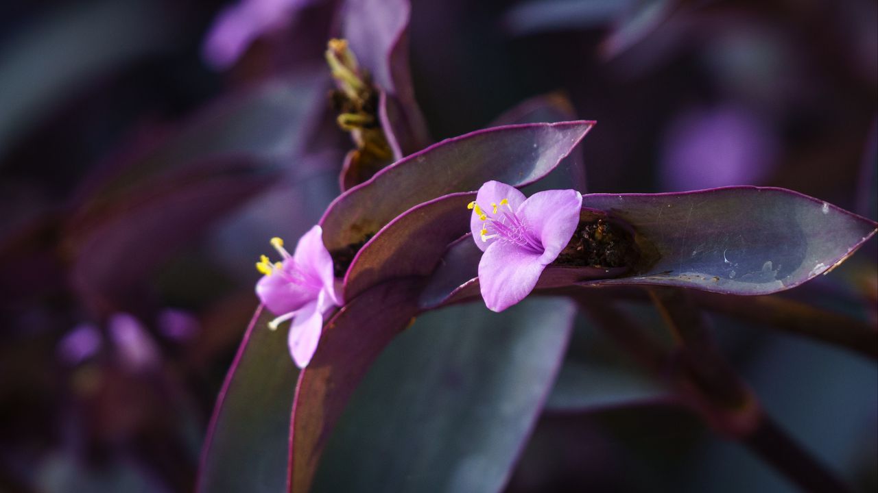 Wallpaper flower, purple, close up, plant, macro
