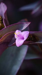 Preview wallpaper flower, purple, close up, plant, macro