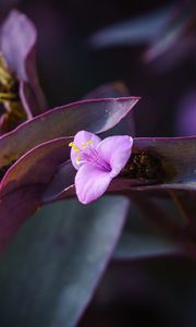 Preview wallpaper flower, purple, close up, plant, macro