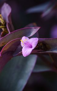 Preview wallpaper flower, purple, close up, plant, macro